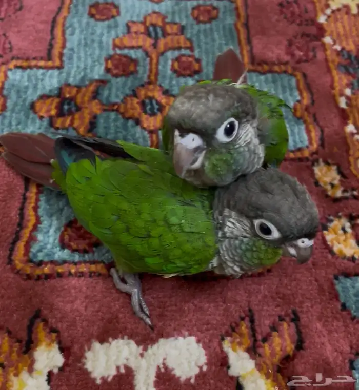 فروخ كنيور قرين شيك (( تم البيع )) 1