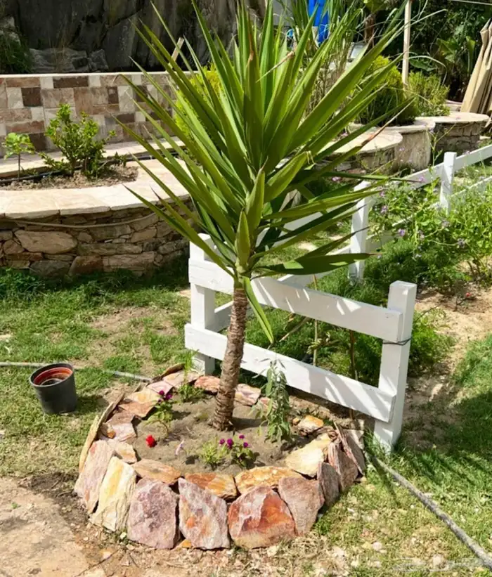 شتلات يوكا 0