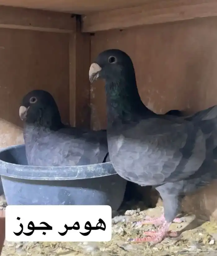 جوز هومر 1