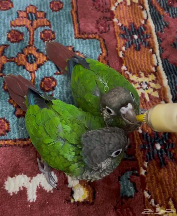 فروخ كنيور قرين شيك (( تم البيع )) 3