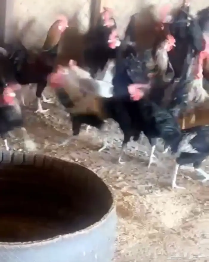 دجاج بلدي للبيع 3