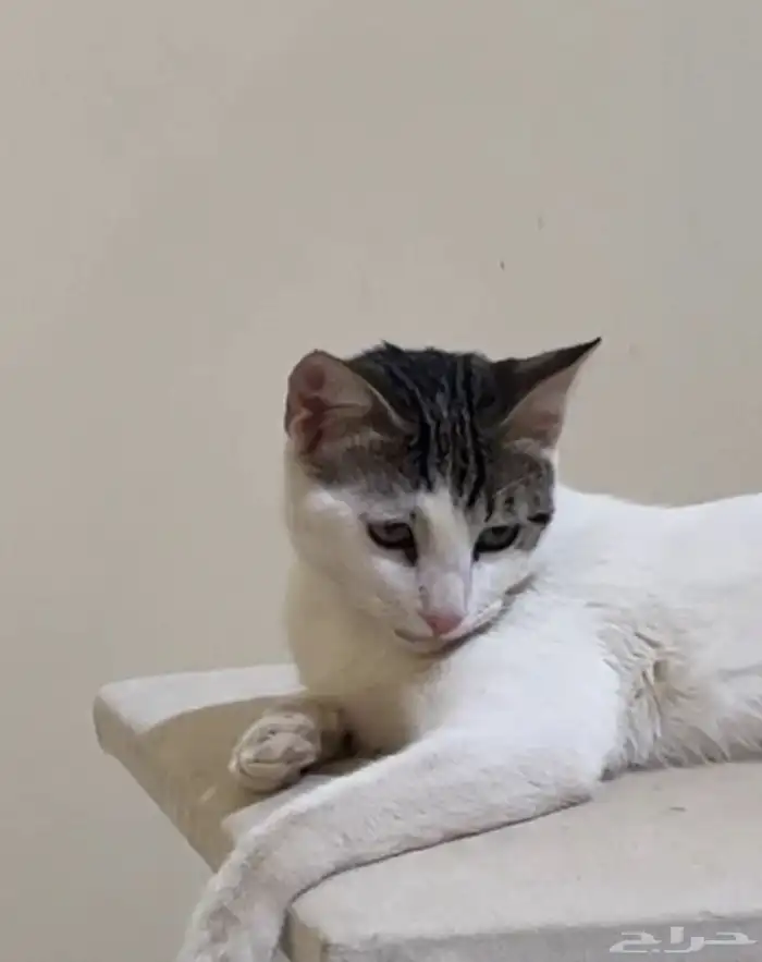 قط مفقود 3