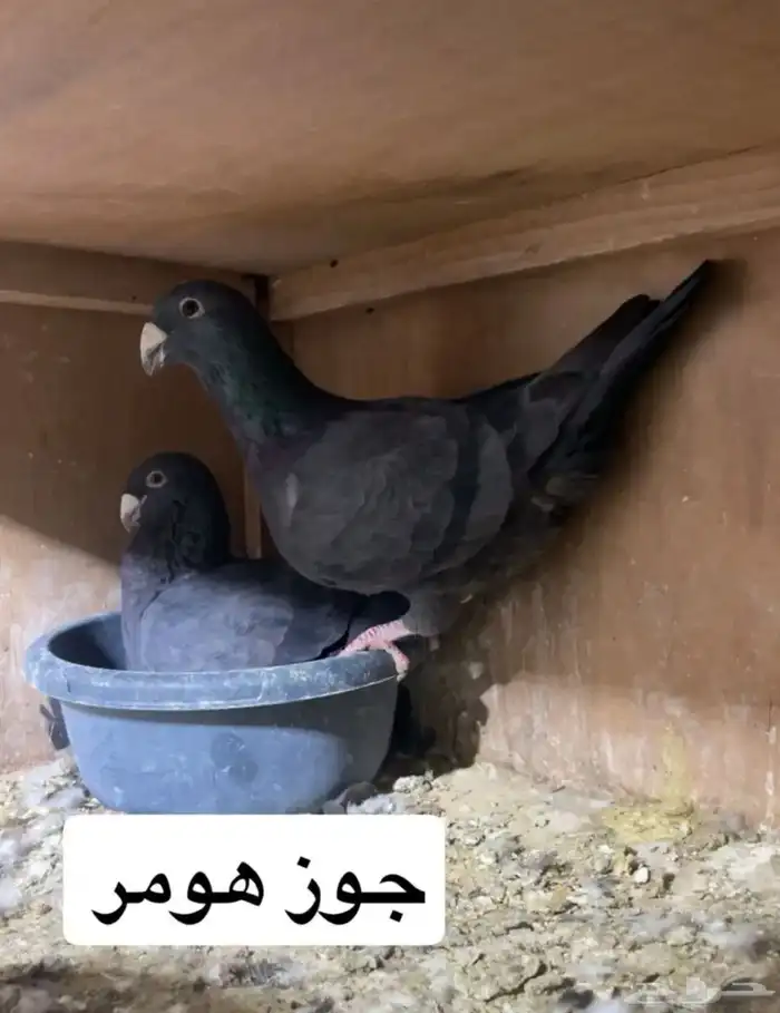 جوز هومر 0
