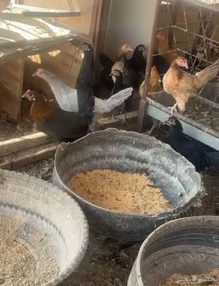 دجاج بلدي للبيع 0