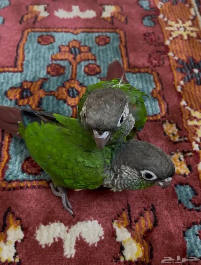 فروخ كنيور قرين شيك (( تم البيع )) 2