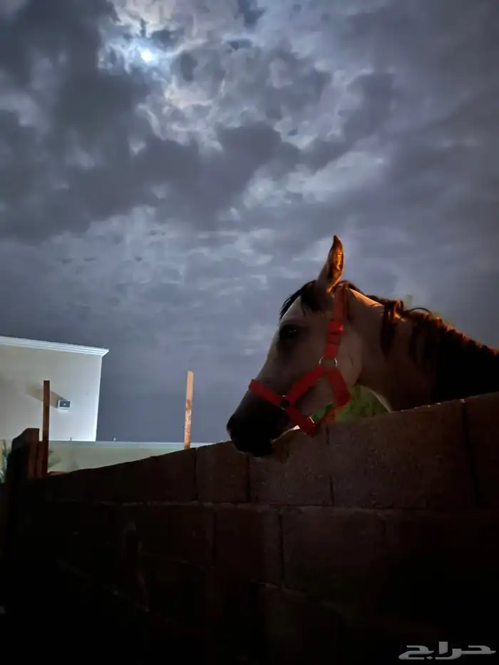 مهر شعبي كفو 6