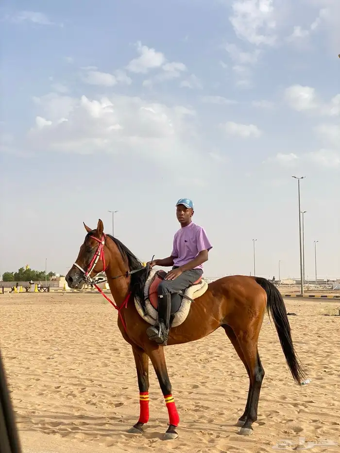 حصان 1
