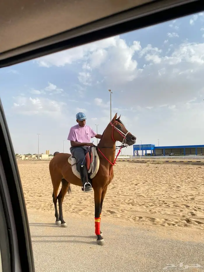 حصان 2