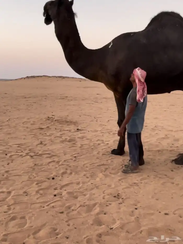 قعود مجهم ساسه مري سلالة حجاب 3