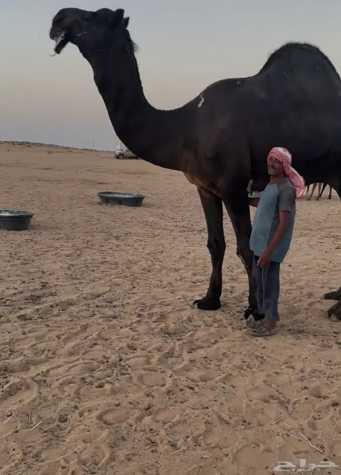 قعود مجهم ساسه مري سلالة حجاب 2