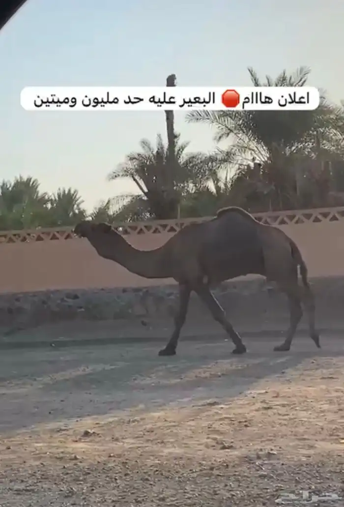 لقحات وفحول وعشرا 5