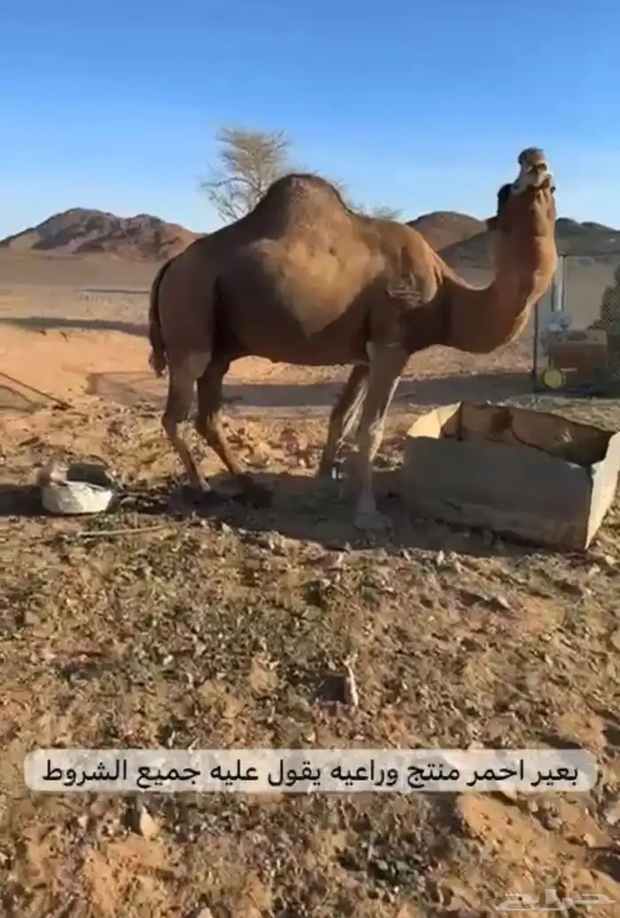 لقحات وفحول وعشرا 0