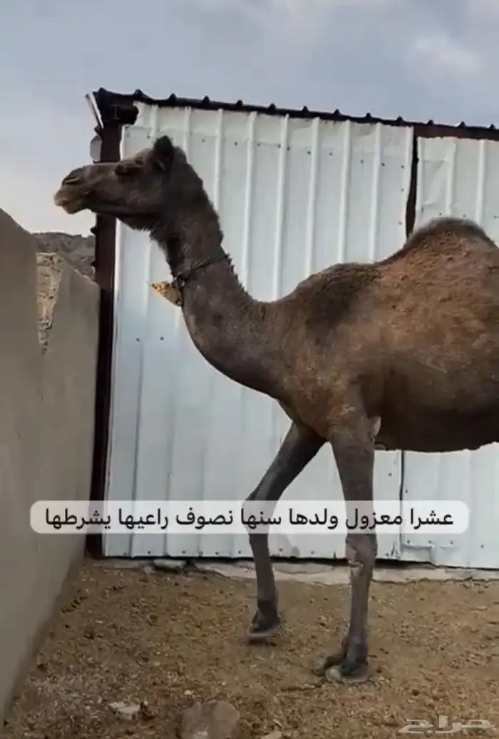 لقحات وفحول وعشرا 2
