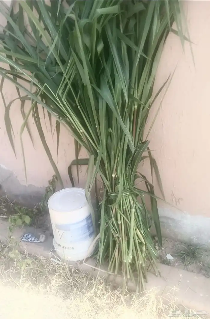 علف بونيكام رجال المع الحبيل الحزمة ريال ونص فقط 3