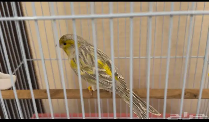 كناري تغريد نار 4