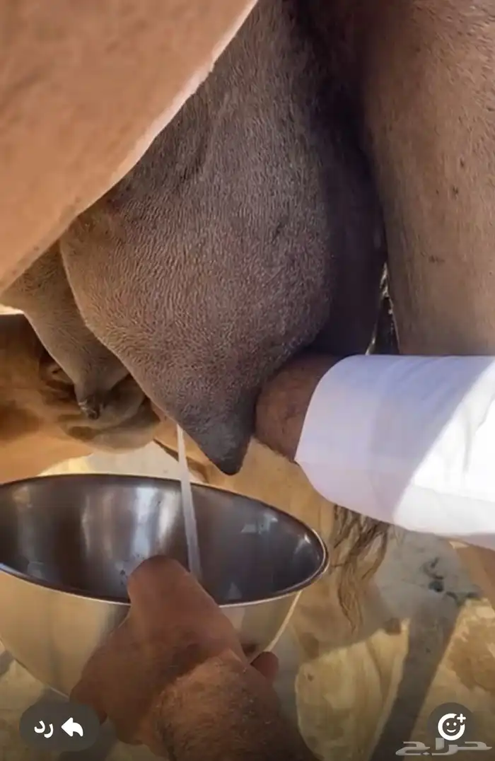 خلفه تحتها قعود عمره حول 4 او 5 اشهر ناقة مقنوي ومناح 5