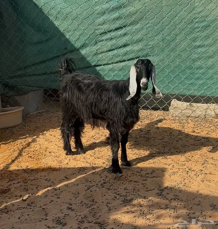 عنز ثنيه وشاه حريه 0