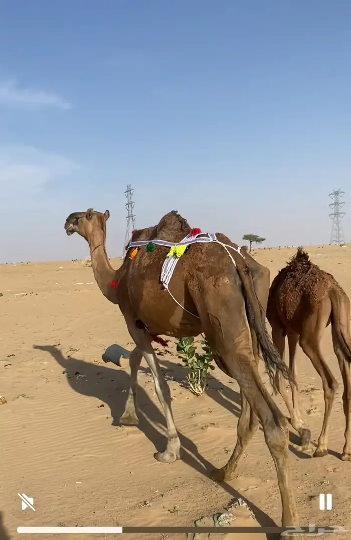 خلفه تحتها قعود عمره حول 4 او 5 اشهر ناقة مقنوي ومناح 7
