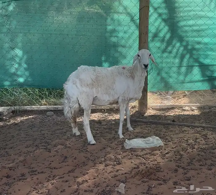 عنز ثنيه وشاه حريه 3