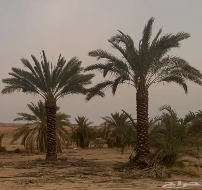 للبيع نخيل عربي مثمر نقايل وفسايل جميع المقاسات والانواع 8