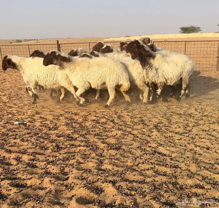 مراح نعيم صنف الصنف تم البيع 0