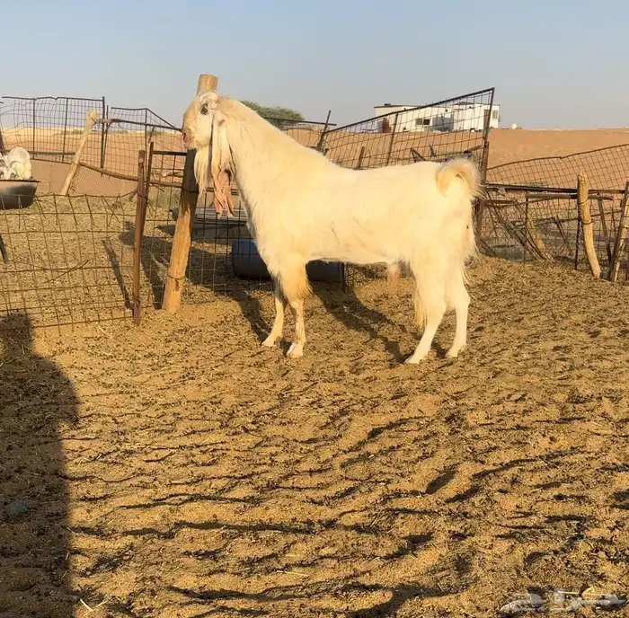 تيس فحل ابيض جرم ناهيه ناهي تم البيع 0