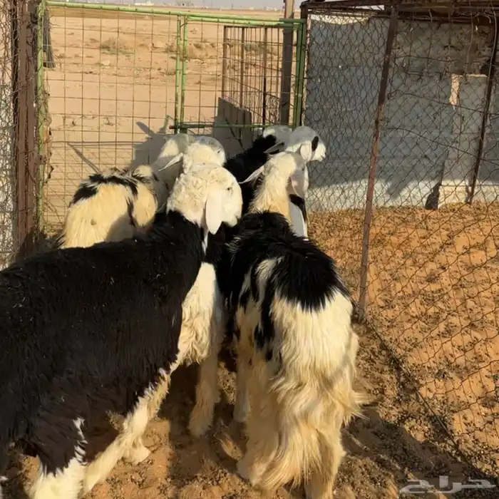 خرفان نجد ( تم البيع ) 0