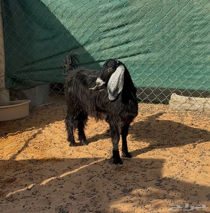 عنز ثنيه وشاه حريه 1