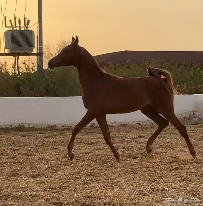 مهر واهو اشقر 1