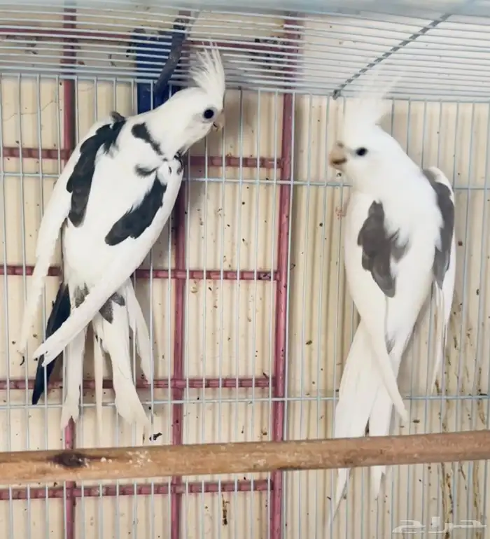 زوج كروان هافي بايد توب 1