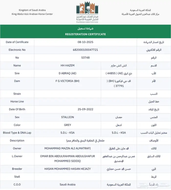 حصان واهو صغير سن ومقنى 3
