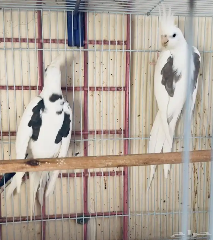 زوج كروان هافي بايد توب 2