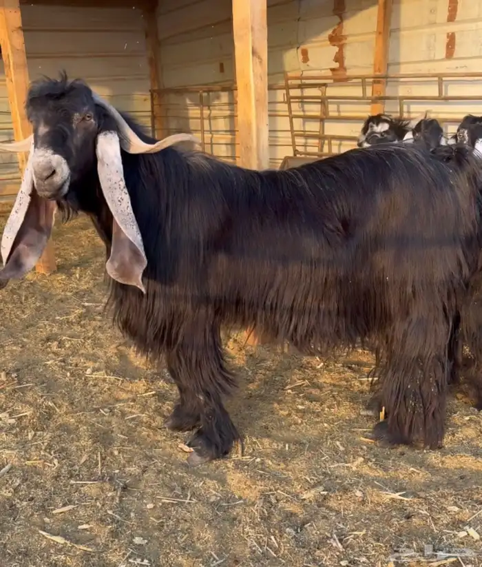 تيس فحل صنف 0