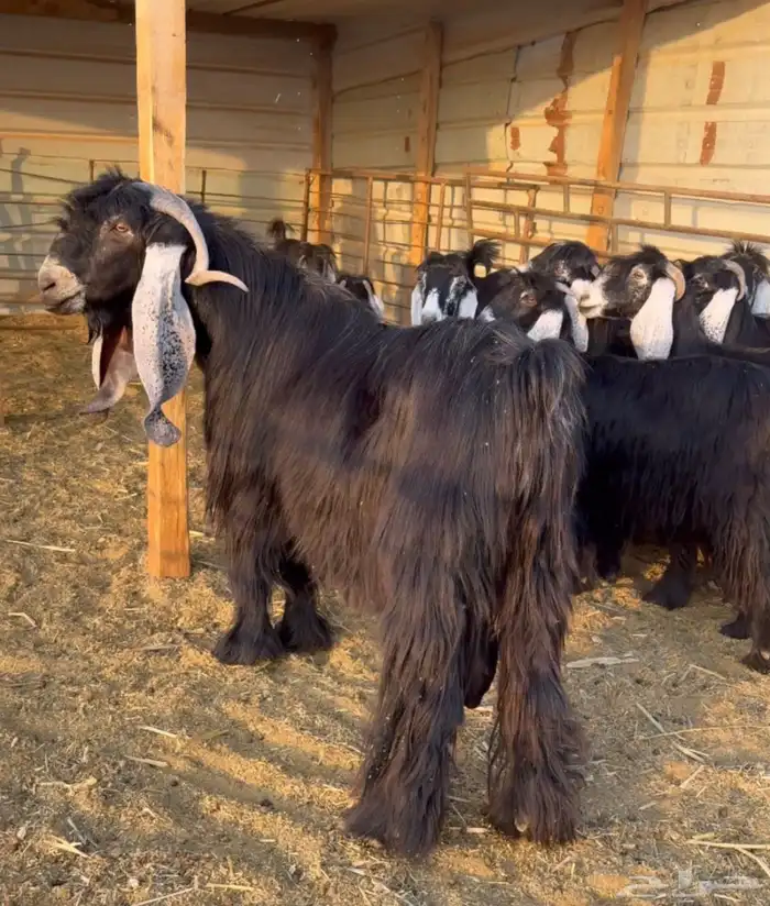 تيس فحل صنف 2