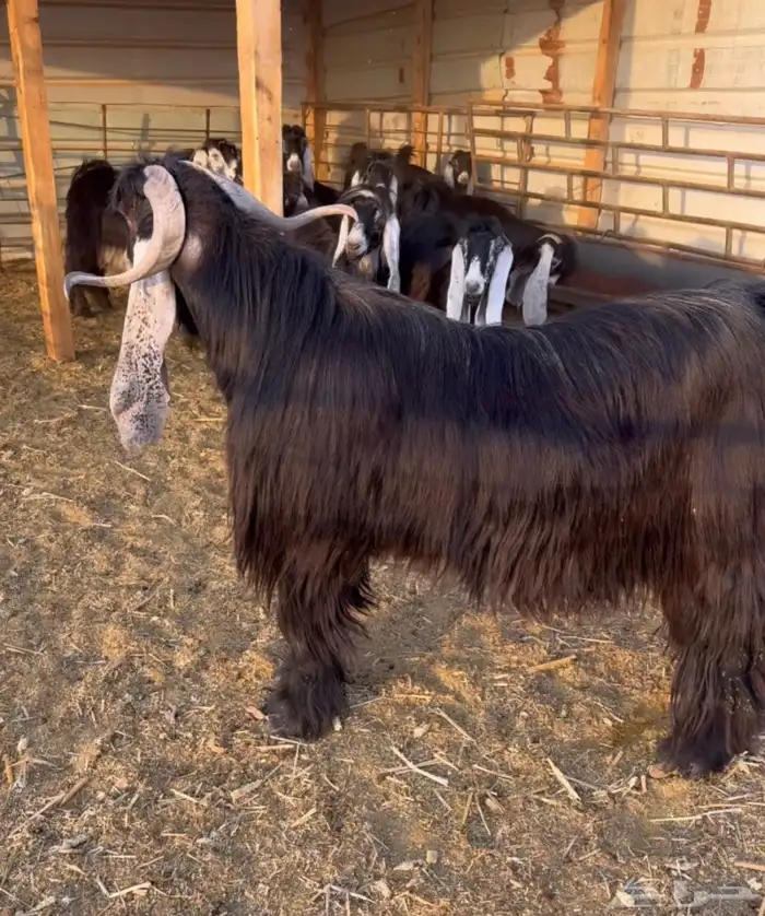 تيس فحل صنف 1