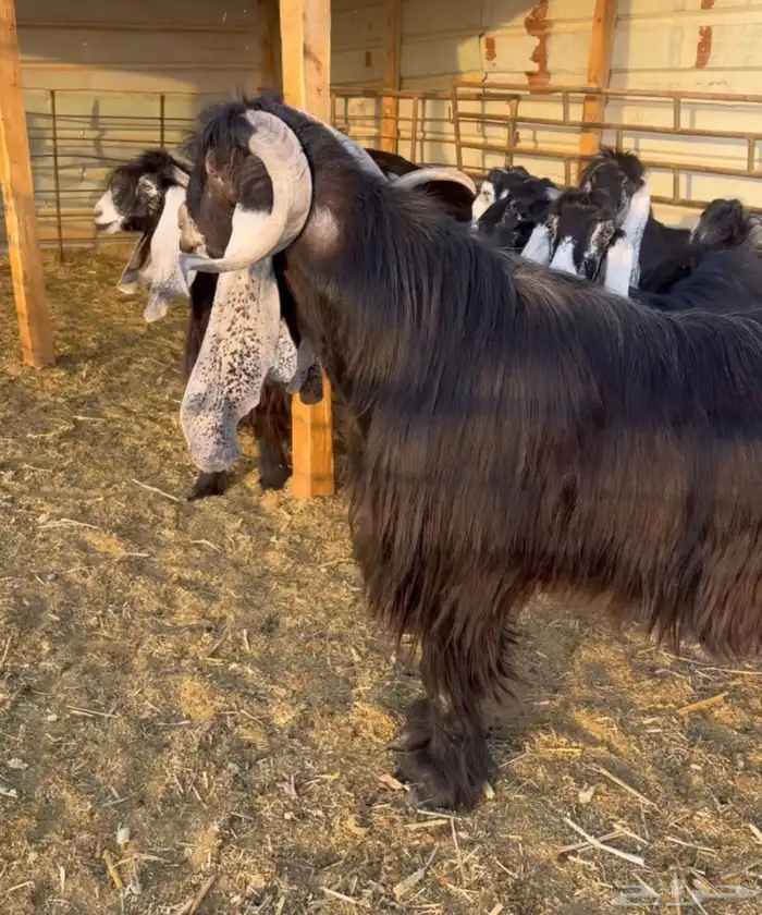 تيس فحل صنف 4