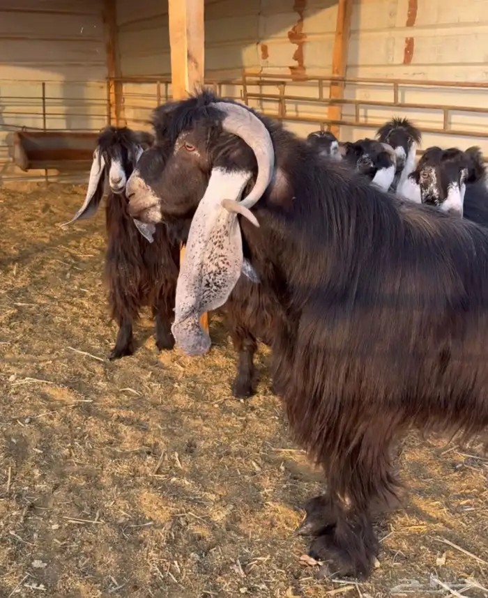 تيس فحل صنف 3