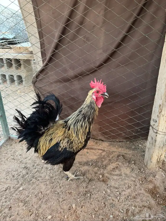 ديك بلدي 0