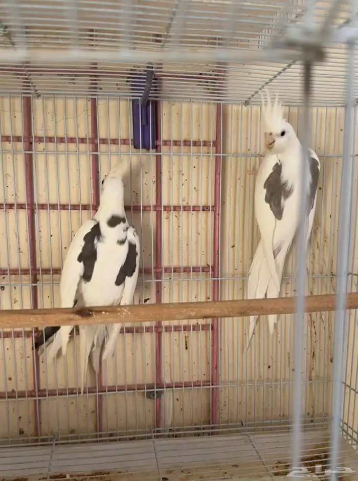 زوج كروان هافي بايد توب 3