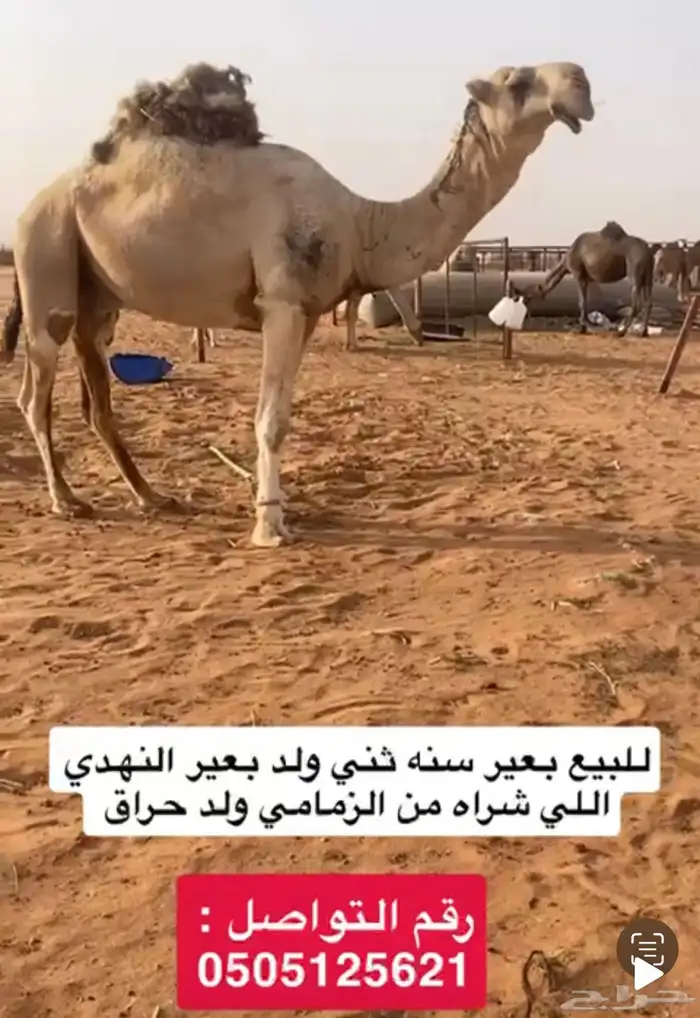 بيع الابل 0