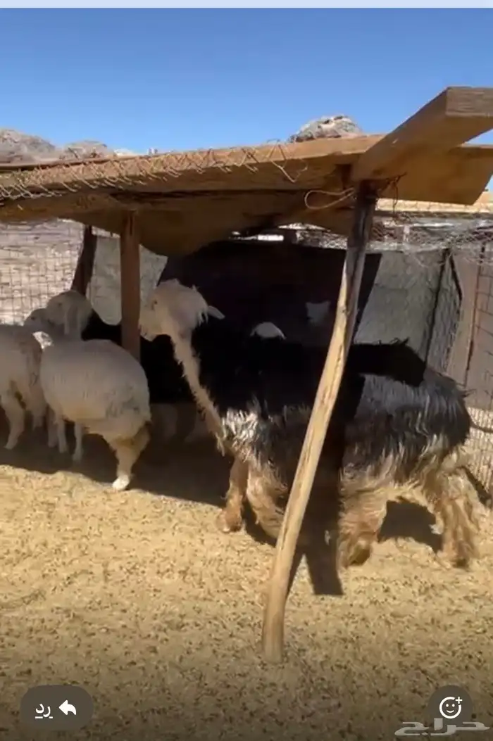 خروف فحل السن ثني نجدي صنف مشروط ينسف على يده 1