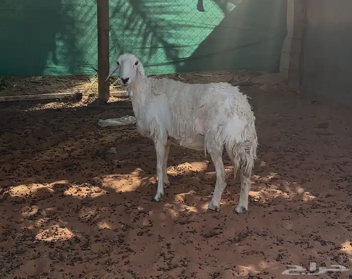 عنز ثنيه وشاه حريه 2