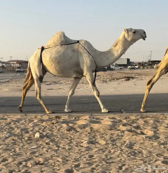للبيع ضروبه كفو 0
