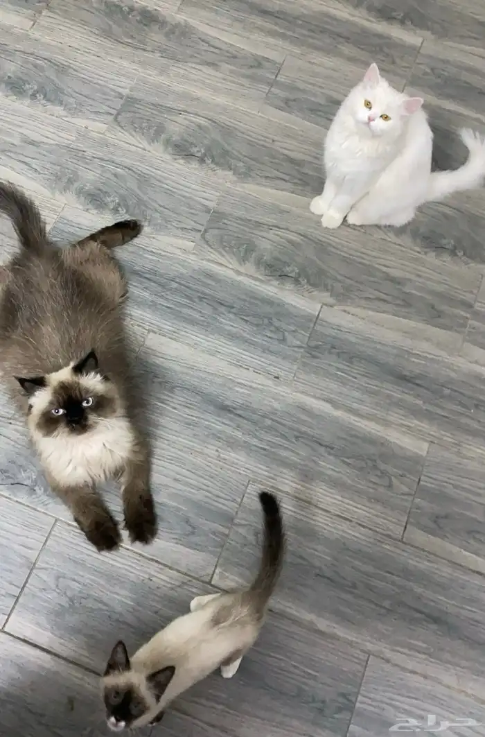 قطط 0