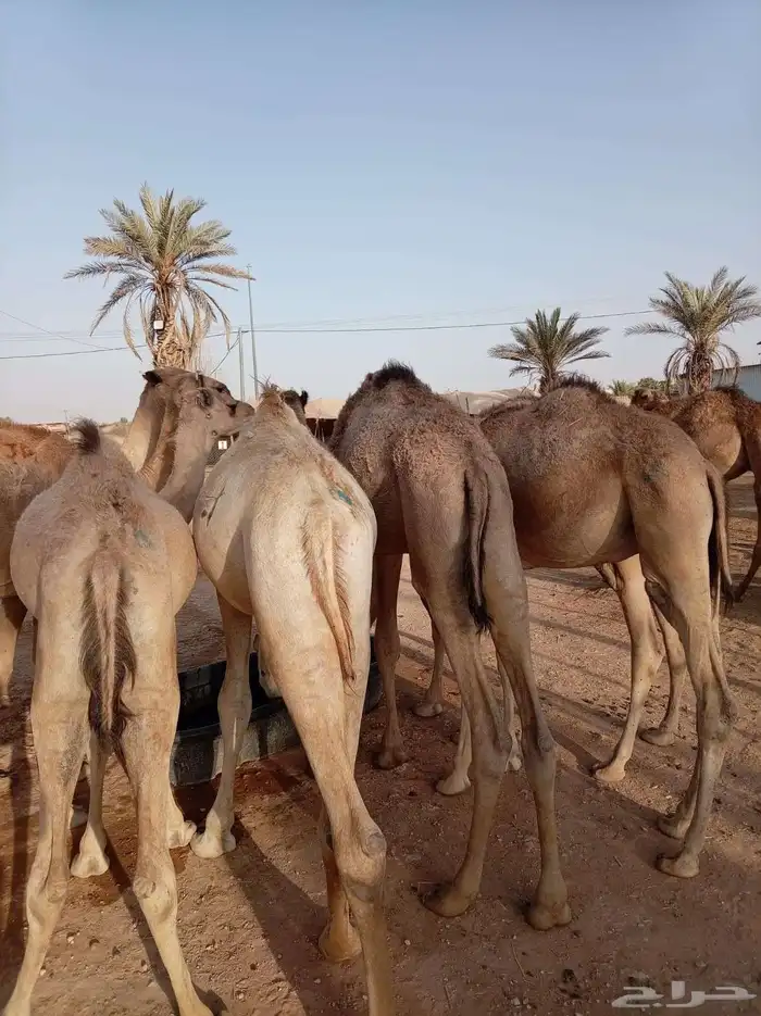 اذا تدور القعدان الصومالي التربيةالنظيفة والحلال اللي يجمل 6