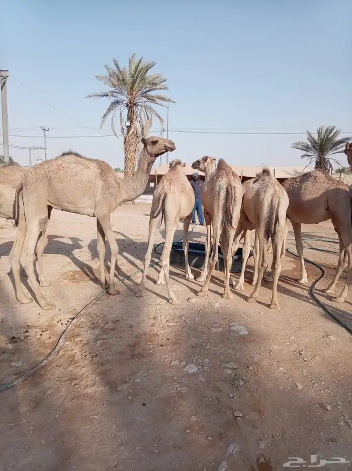 الكمية الكبيرة والسعر الصغير عندنا قعدان جمله وتفريد 5