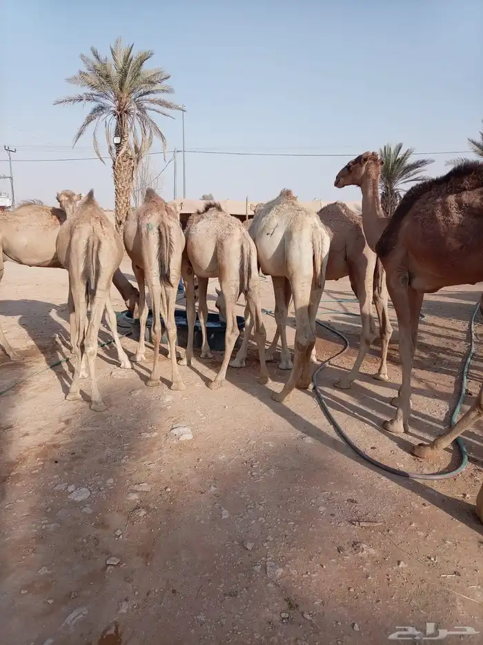 الكمية الكبيرة والسعر الصغير عندنا قعدان جمله وتفريد 8