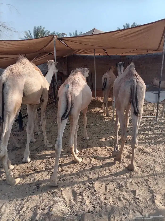 الكمية الكبيرة والسعر الصغير عندنا قعدان جمله وتفريد 4