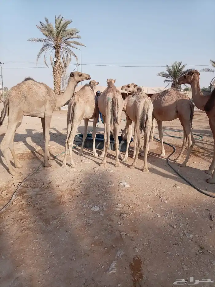 الكمية الكبيرة والسعر الصغير عندنا قعدان جمله وتفريد 10