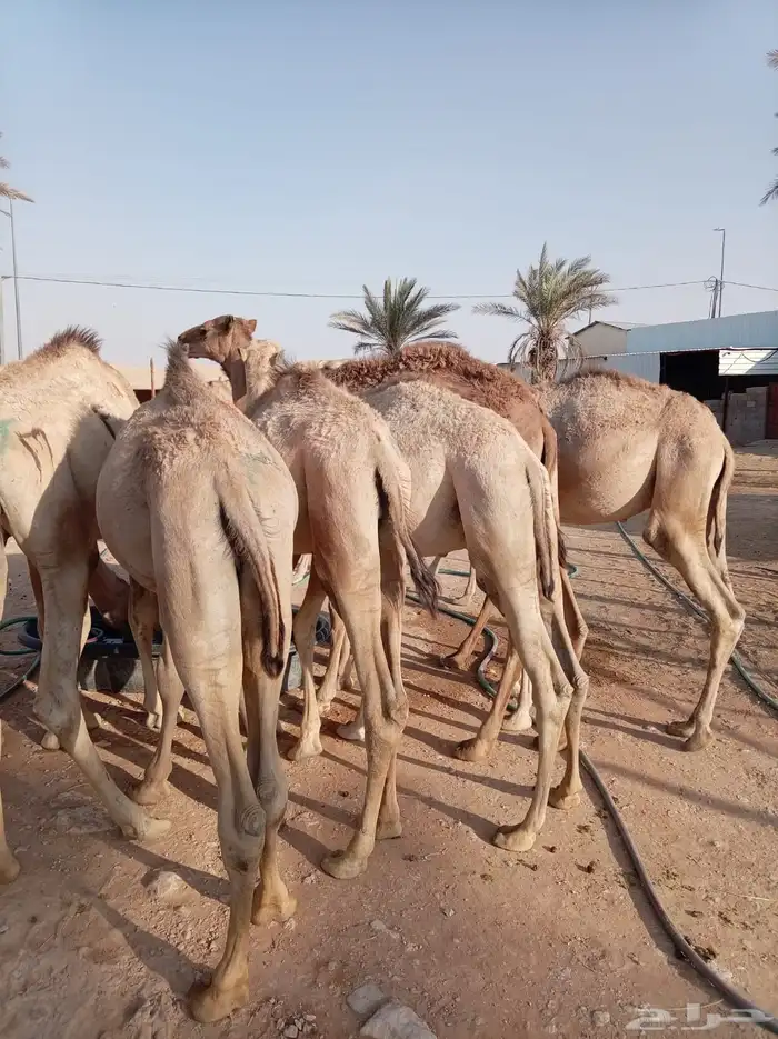 الكمية الكبيرة والسعر الصغير عندنا قعدان جمله وتفريد 0